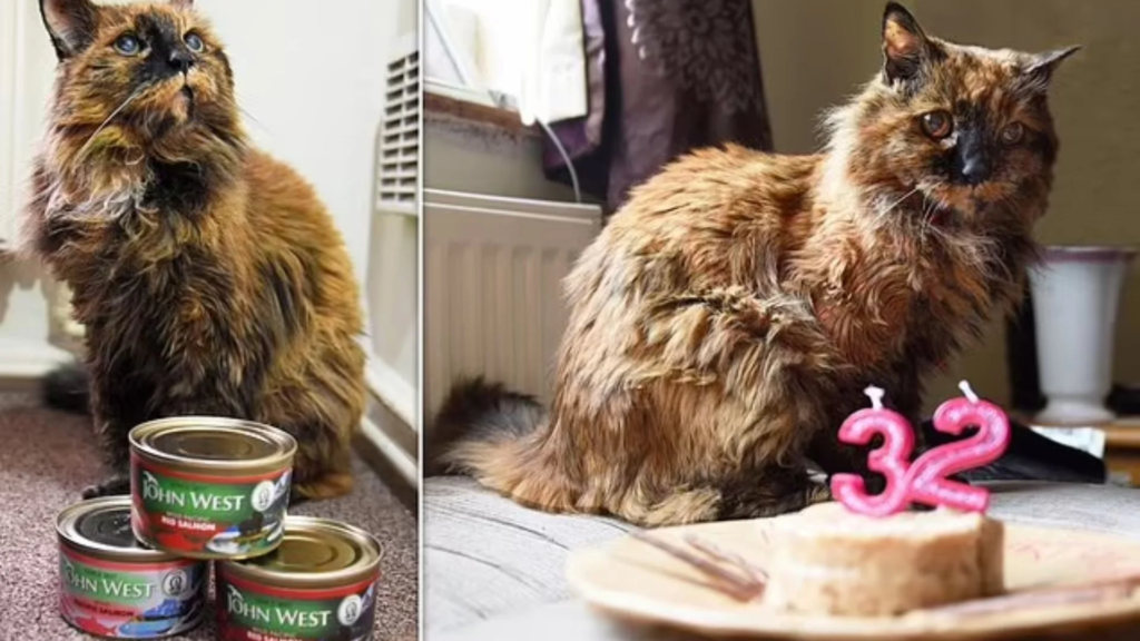 world's oldest cat, Rosie the cat