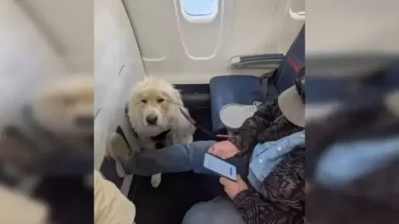 delta dog passanger