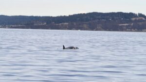 orca